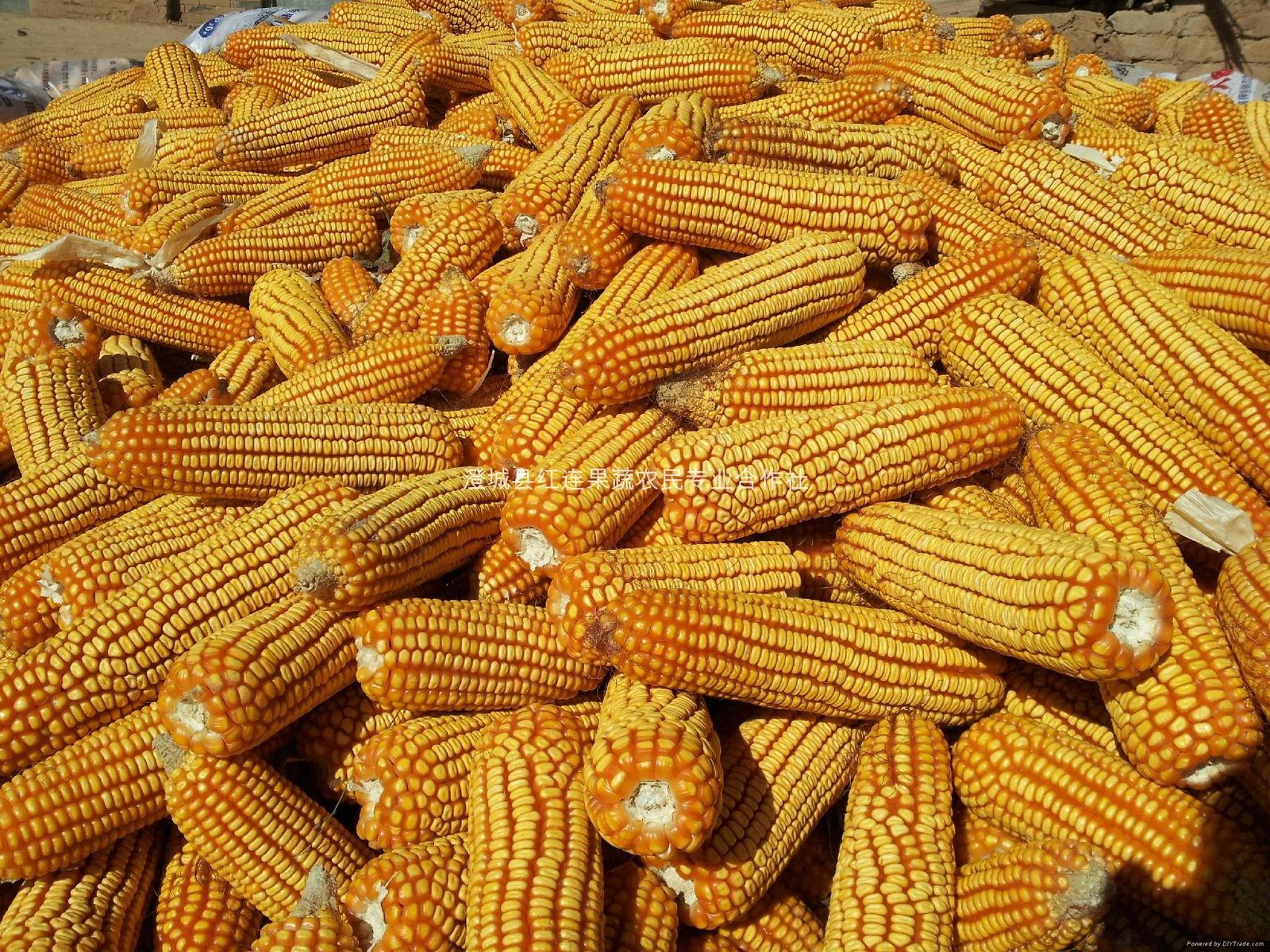 Large supply of corn