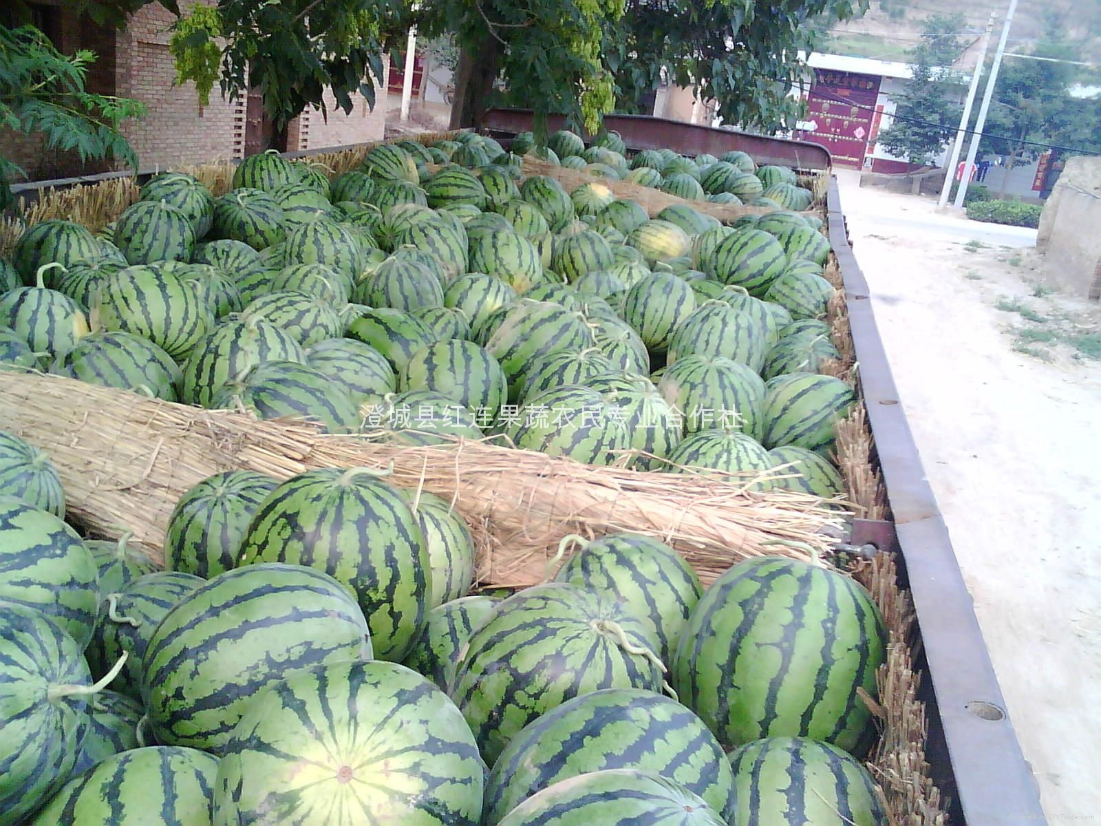 Supply of watermelon in mid-August, mid-(May)