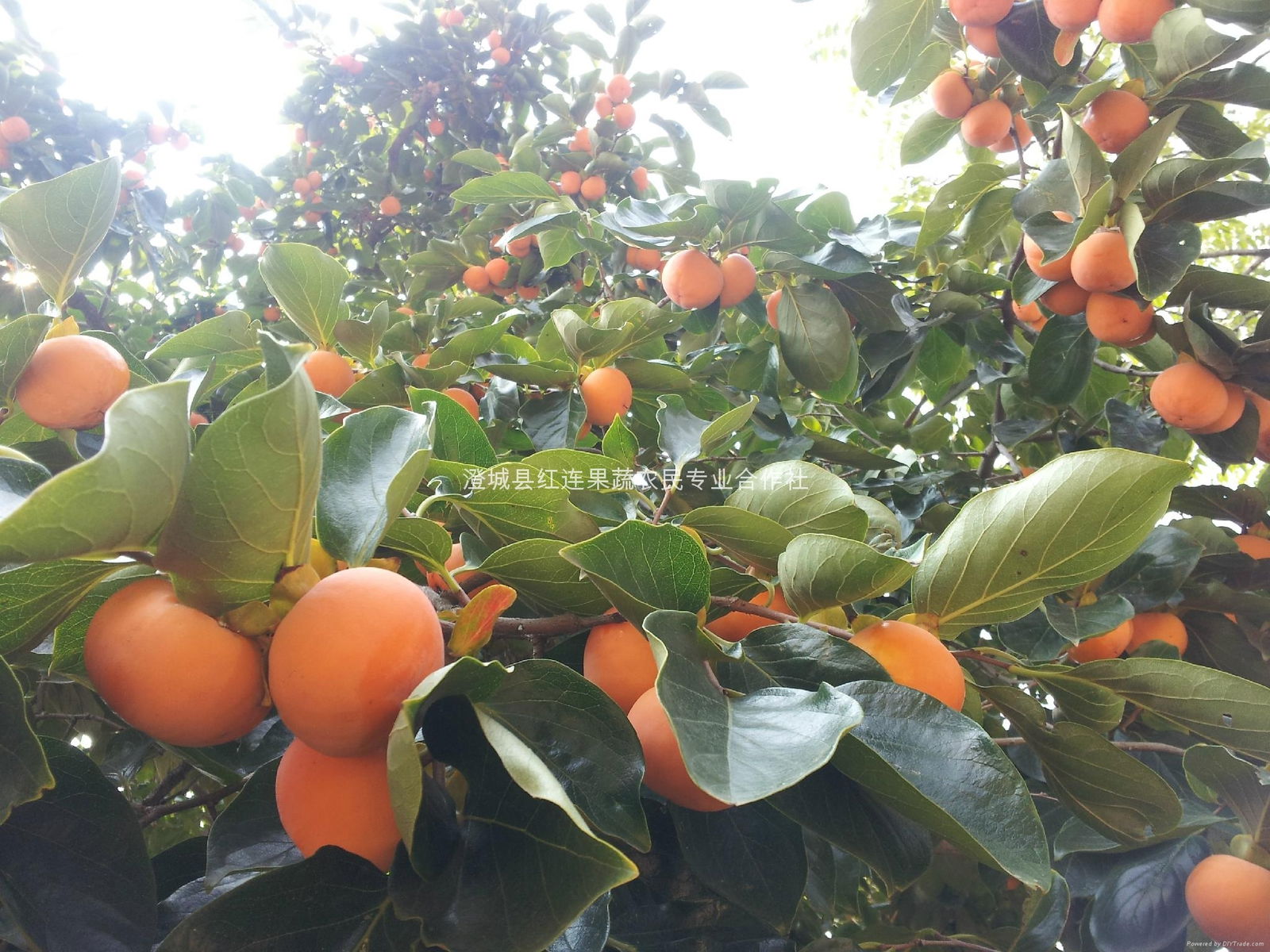 Large supply of money persimmon