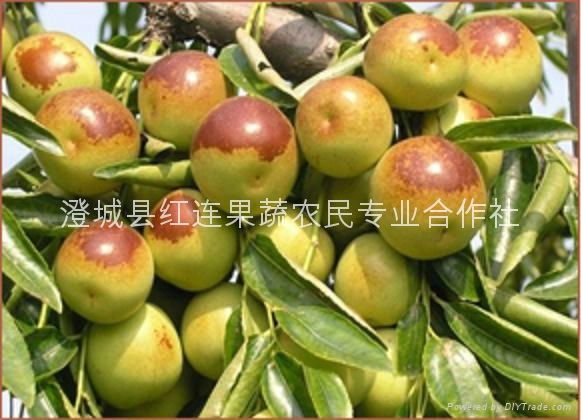 July of each year supply of jujube