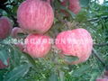 粉紅女士蘋果 5