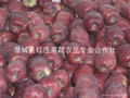 Large supply Huaniu Apple 1