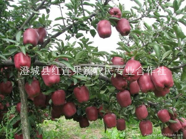 Large supply Huaniu Apple 5