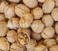 Selling large numbers of Shaanxi walnut