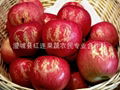 Shaanxi lettering large supply Fuji apple