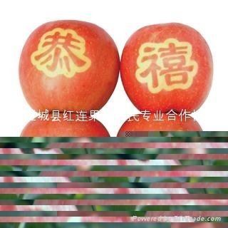 贴字红富士苹果 4