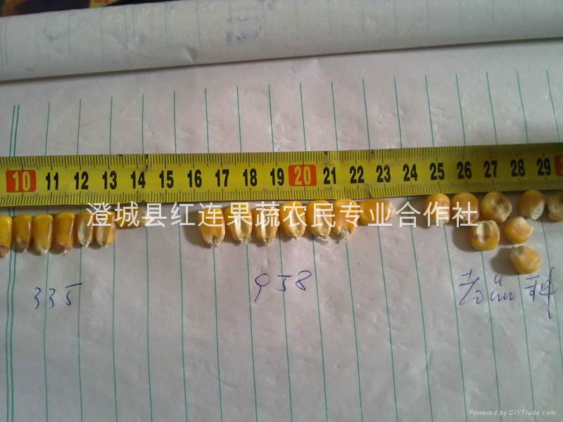 Large supply of Shaanxi yellow corn 2