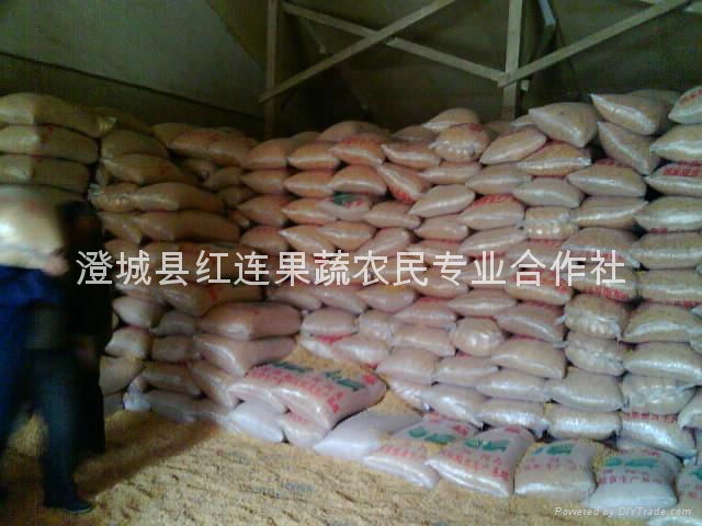 Large supply of Shaanxi yellow corn 3