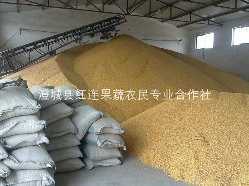 Large supply of Shaanxi yellow corn 4