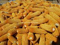 Large supply of Shaanxi yellow corn 5