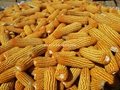 Large supply of Shaanxi yellow corn