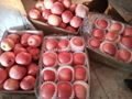 Large supply of Shaanxi Red Fuji apple