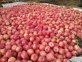 Large supply of Shaanxi Red Fuji apple