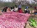 Large supply of Shaanxi Red Fuji apple