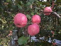 Large supply of Shaanxi Red Fuji apple