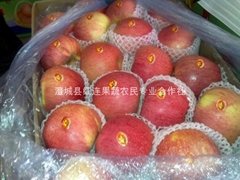 The red Qinguan Apple (Fuji apples)
