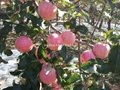 The red Qinguan Apple (Fuji apples)