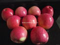 The red Qinguan Apple (Fuji apples)