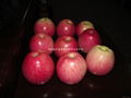 The red Qinguan Apple (Fuji apples) 5