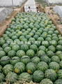 Shaanxi watermelon 1