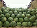 Shaanxi watermelon 2