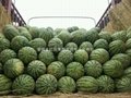 Shaanxi watermelon