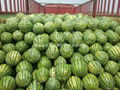 Shaanxi watermelon 4