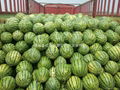 Shaanxi watermelon