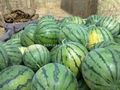 Shaanxi watermelon