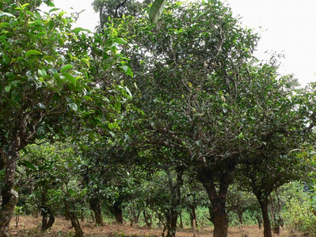 勐庫公弄布朗寨古樹茶(熟茶) 4
