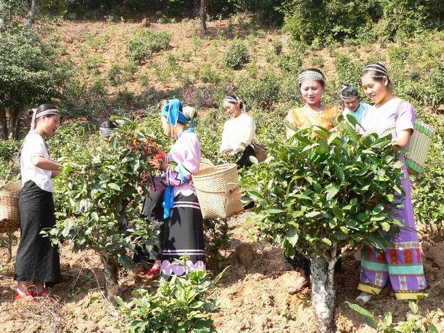 勐庫公弄布朗寨古樹茶(熟茶) 5