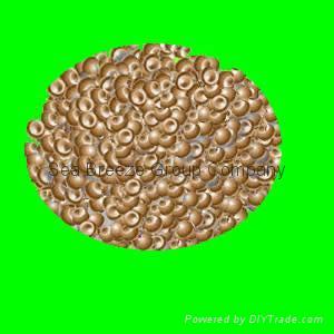 artemia cysts,brine shrimp eggs 4