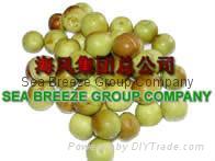 Sea Breeze Group Company