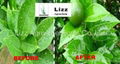 Lizz high quality pesticide adjuvant (synergist ) 3