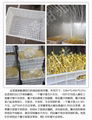 Soybean sprout machine equipment with yellow green bean sprout 3