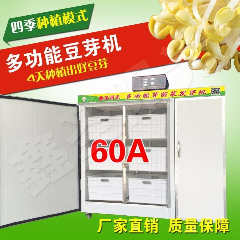 Soybean sprout machine equipment with yellow green bean sprout