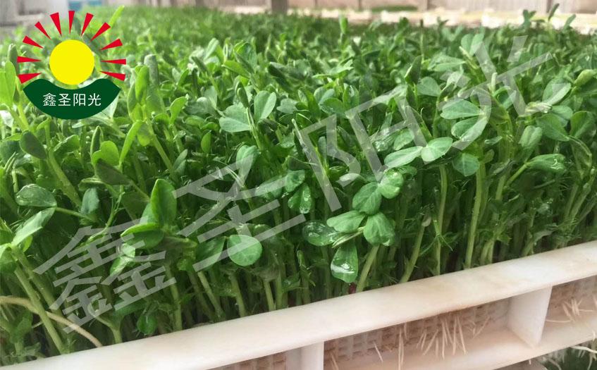 種子發芽機催芽機 商用大容量催芽機器 智能全自動芽苗菜催芽機 4