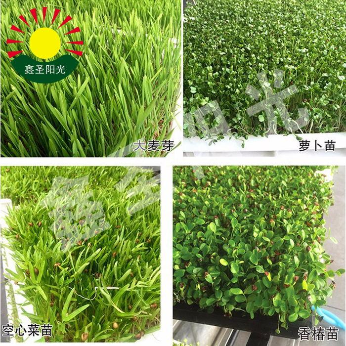 芽苗菜種子發芽機小麥草豌豆苗香椿生芽機大型全自動多功能催芽機 4