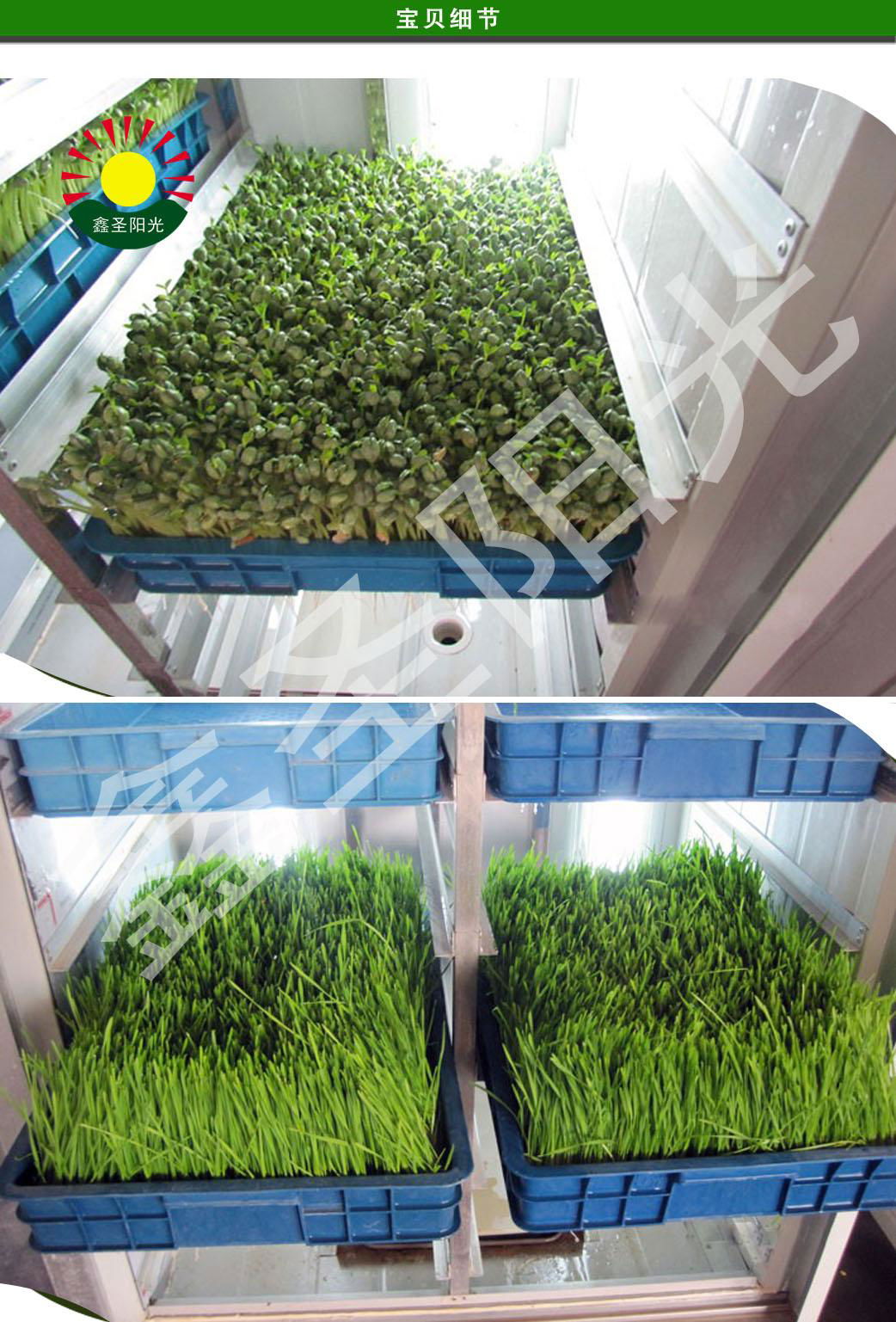 芽苗菜机商用全自动大型转绿机质量保证多功能特价优质芽苗机 3