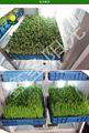 Large bean sprouts production machine to green sprouts machine 4