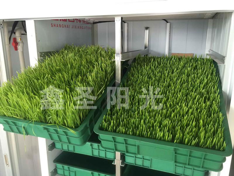 Large bean sprouts production machine to green sprouts machine 3