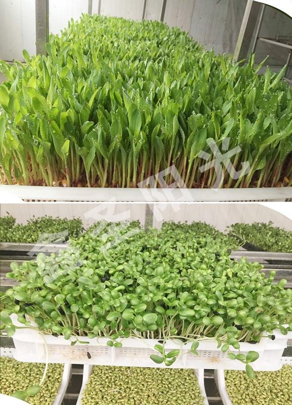 大型全自动豆芽转绿机大容量芽苗菜机器催芽机高产量芽苗菜机特价 5