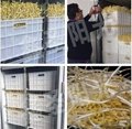 Full automatic high output bean sprout 1000 Jin special price 4