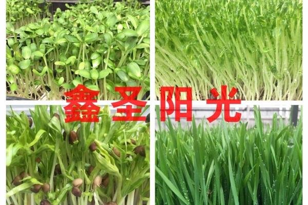 芽苗菜機商用全自動大型轉綠機質量保証多功能特價優質芽苗機 5