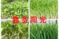 Full automatic multifunctional machine sprouts seedling machine special offer 5