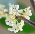 Osmanthus fragrance 1