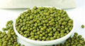 Mung bean flavor 2