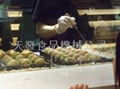 Japanese made taikoyaki maker  112 balls 3