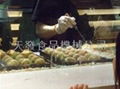 Japanese made taikoyaki maker  112 balls