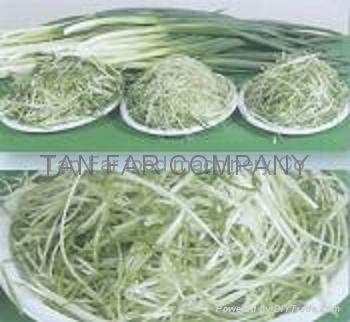 Green garlic cutting mahcine   cut 1.7mm strip 2